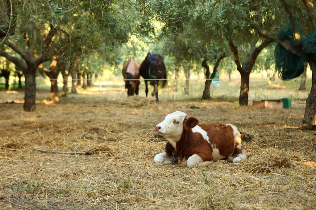Agriturismo Il Pozzo Casal Velino Eksteriør bilde