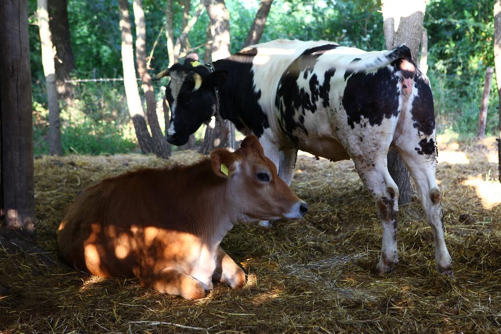 Agriturismo Il Pozzo Casal Velino Eksteriør bilde